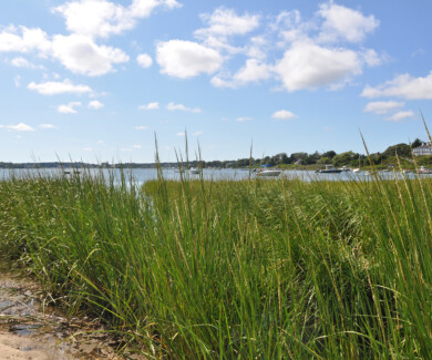 Pleasant bay grass