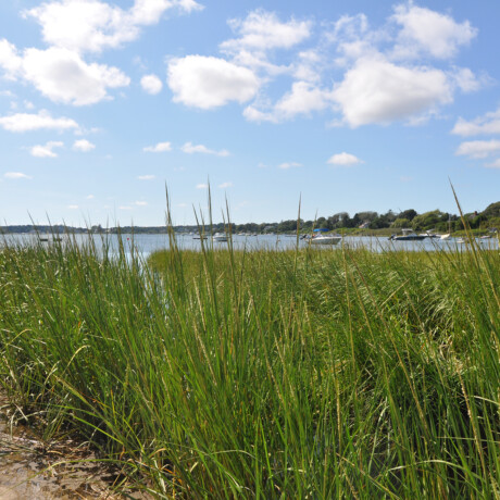 Pleasant bay grass