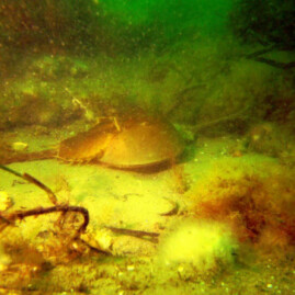 Yarmouth smuggler artificial reef