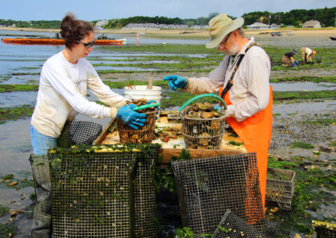 Wellfleet Oysters2 credit Paul Scharff