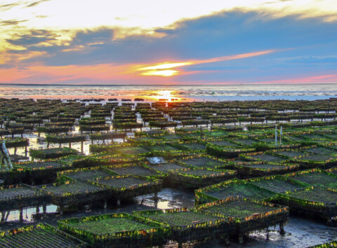 Oyster beds photographed by Paul Scharff