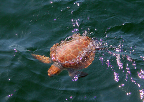 Loggerhead turtle swimming. Photo by Amy Warren, Newburyport Whale Watch.