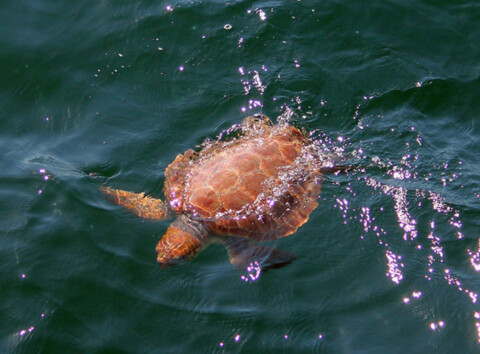 Loggerhead turtle swimming. Photo by Amy Warren, Newburyport Whale Watch.