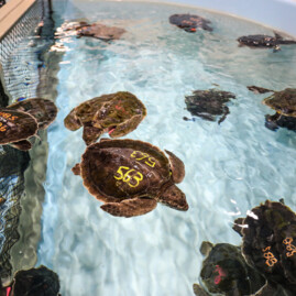 Sea turtles in tank 730x547 1