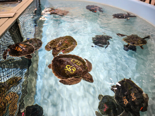 Sea turtles in tank 730x547 1