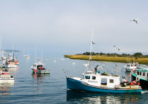 Cape cod commercial fishermens alliance our work