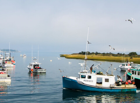 Cape cod commercial fishermens alliance our work